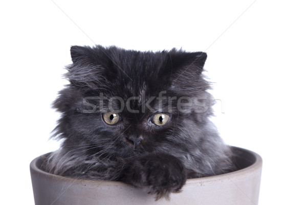 Stock photo: Young Longhair cat