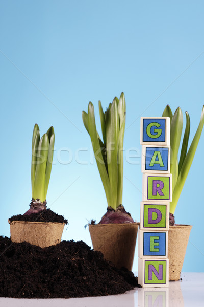 Jardinage herbe jardin semences pot peuvent [[stock_photo]] © BrunoWeltmann