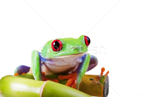 green red-eyed frog Stock photo © BrunoWeltmann