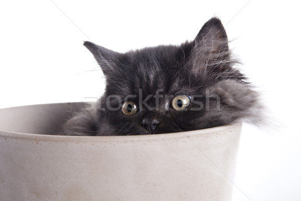 Young Longhair cat Stock photo © BrunoWeltmann