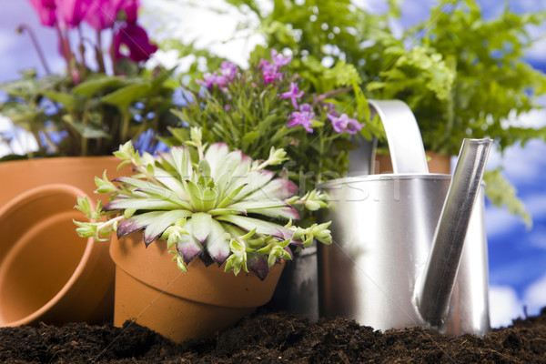 Fleurs jardin outils fleur herbe vie [[stock_photo]] © BrunoWeltmann