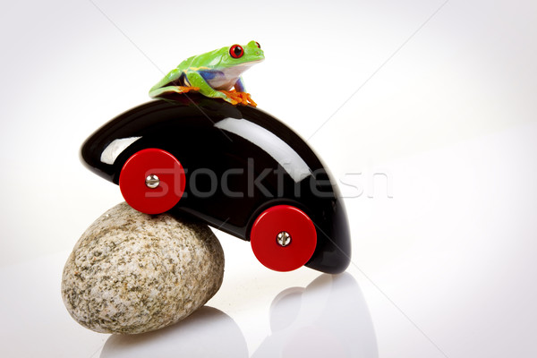 green red-eyed frog Stock photo © BrunoWeltmann