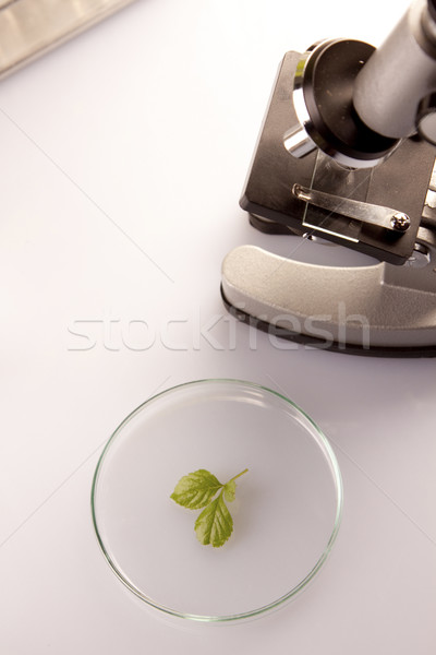Planten laboratorium genetisch wetenschap medische natuur Stockfoto © BrunoWeltmann