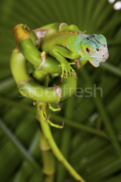Green Lizard Stock photo © BrunoWeltmann