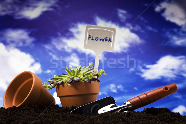 Fleurs jardin outils ciel fleur herbe [[stock_photo]] © BrunoWeltmann