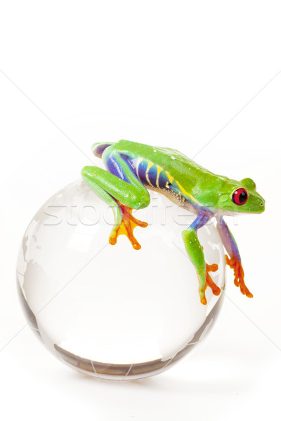 green red-eyed frog Stock photo © BrunoWeltmann