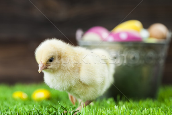 Bucket full of easter eggs and chicken Stock photo © BrunoWeltmann