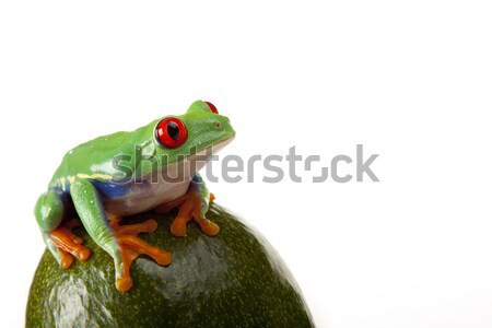 green red-eyed frog Stock photo © BrunoWeltmann