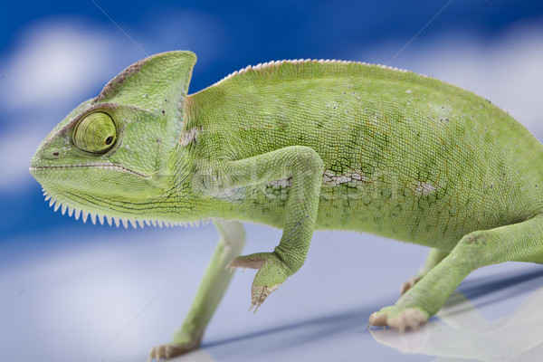 Green chameleon. Colorful photo Stock photo © BrunoWeltmann