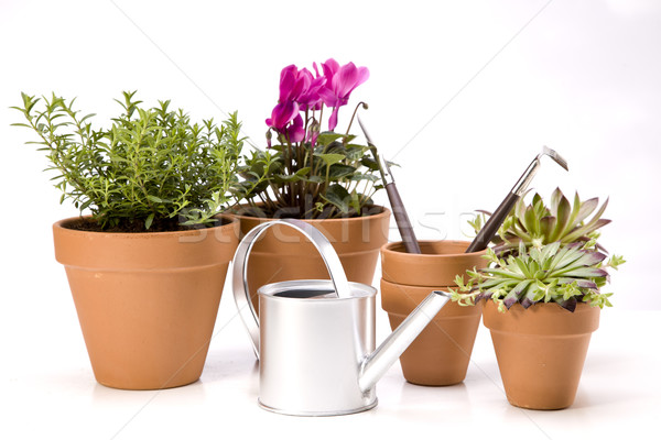 Fleurs jardin outils ciel fleur herbe [[stock_photo]] © BrunoWeltmann