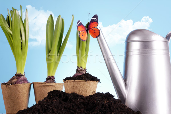 Gardening concept Stock photo © BrunoWeltmann