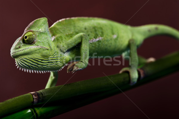 Verde camaleón naturaleza belleza vida jóvenes Foto stock © BrunoWeltmann
