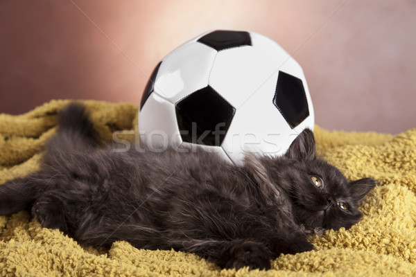 Young Longhair cat Stock photo © BrunoWeltmann