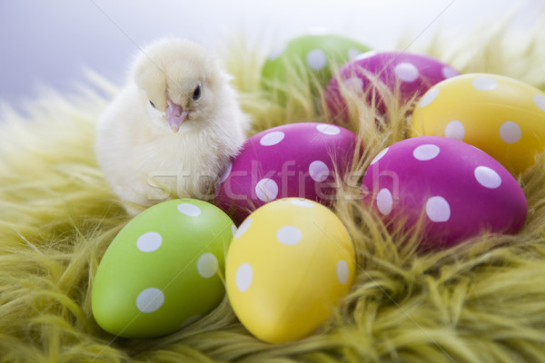 Young chicken and easter eggs on soft background Stock photo © BrunoWeltmann