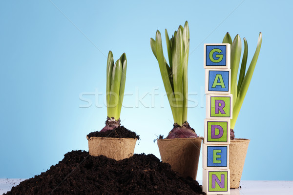 Gardening concept Stock photo © BrunoWeltmann