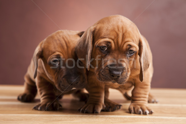 ストックフォト: 小さな · かわいい · 犬 · 顔 · グループ · 面白い