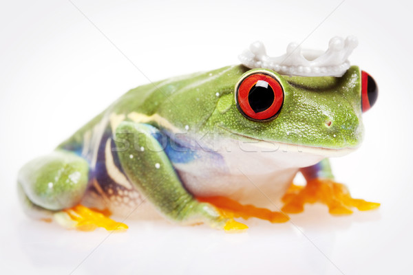 green red-eyed frog Stock photo © BrunoWeltmann