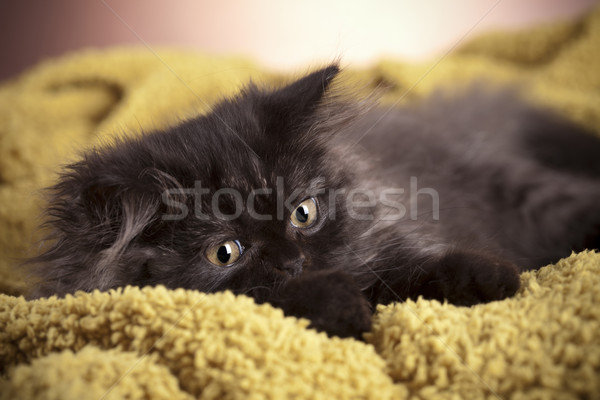 Young Longhair cat Stock photo © BrunoWeltmann