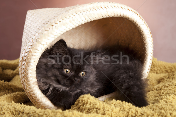 Young Longhair cat Stock photo © BrunoWeltmann