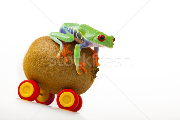 green red-eyed frog Stock photo © BrunoWeltmann