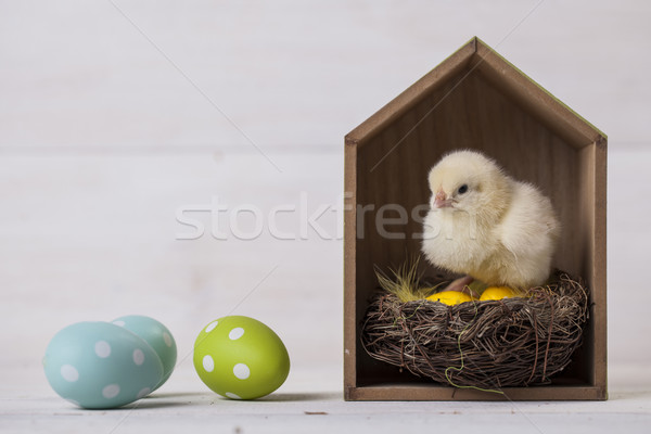 Young easter chicken in home, easter concept Stock photo © BrunoWeltmann