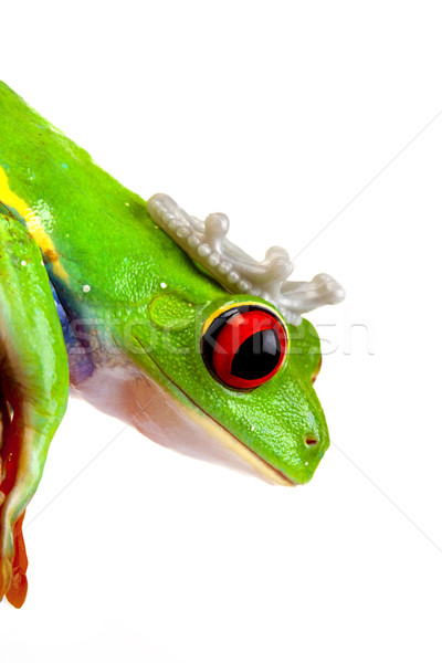 green red-eyed frog Stock photo © BrunoWeltmann