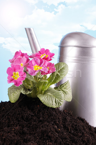 Gardening concept Stock photo © BrunoWeltmann