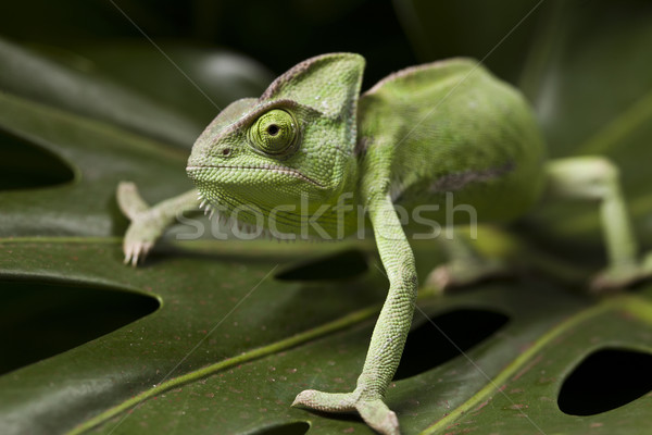 [[stock_photo]]: Vert · caméléon · coloré · photo · arbre