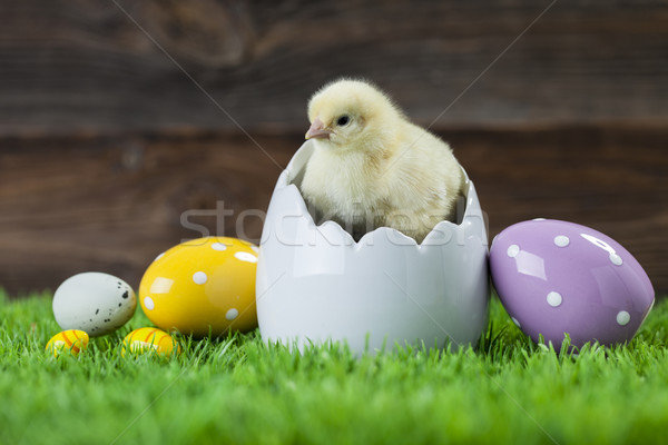 Easter chicken in egg Stock photo © BrunoWeltmann