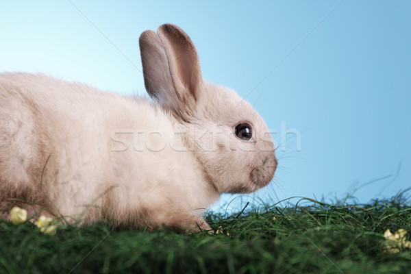 Stock foto: Ostern · Tiere · Gras · Natur · Hintergrund · Tabelle