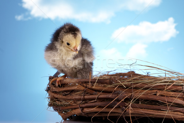 Birds in nest Stock photo © BrunoWeltmann