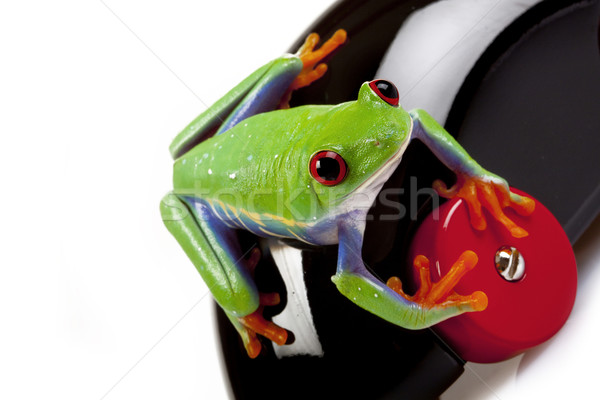 Stok fotoğraf: Yeşil · kurbağa · kavramlar · göz · turuncu · kırmızı