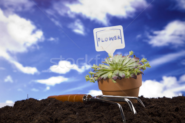 Stockfoto: Bloemen · tuin · tools · hemel · bloem · gras