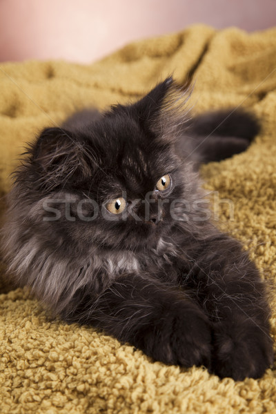 Stock photo: Young Longhair cat