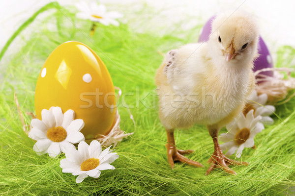 [[stock_photo]]: Pâques · poulet · vacances · herbe · nature · oeuf