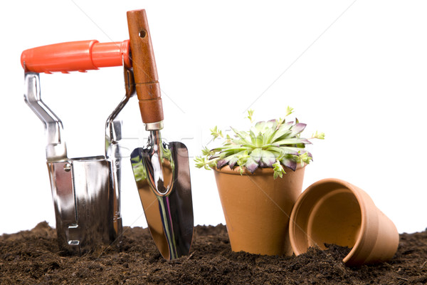 Stockfoto: Bloemen · tuin · tools · hemel · bloem · gras