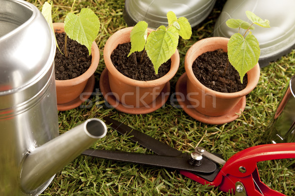 Gardening concept Stock photo © BrunoWeltmann