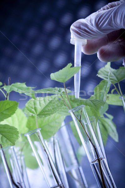Stock photo: Plants in laboratory. Genetic science