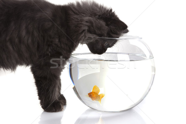 Young Longhair cat Stock photo © BrunoWeltmann