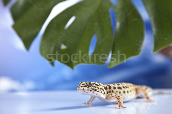 Gecko Porträt Leoparden Sonne Sand Tier Stock foto © BrunoWeltmann