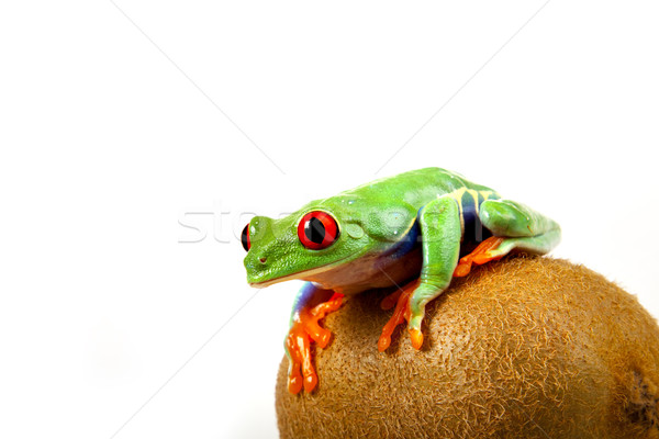 green red-eyed frog Stock photo © BrunoWeltmann