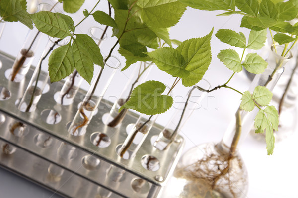 Plante laborator genetic ştiinţă medical natură Imagine de stoc © BrunoWeltmann