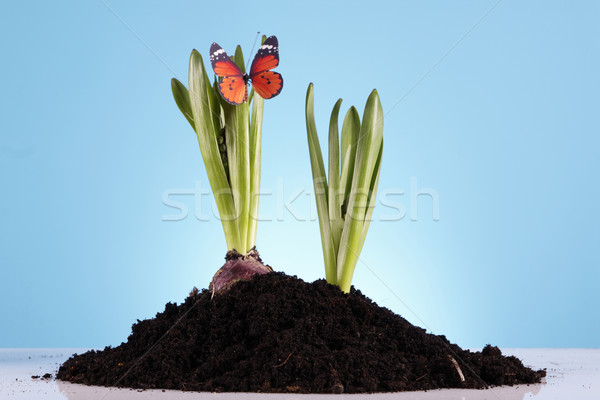 Gardening concept Stock photo © BrunoWeltmann