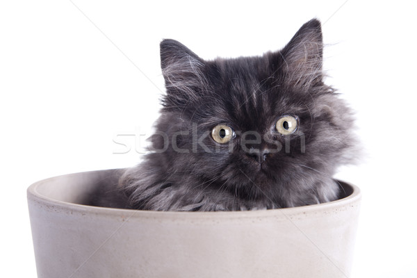 Young Longhair cat Stock photo © BrunoWeltmann