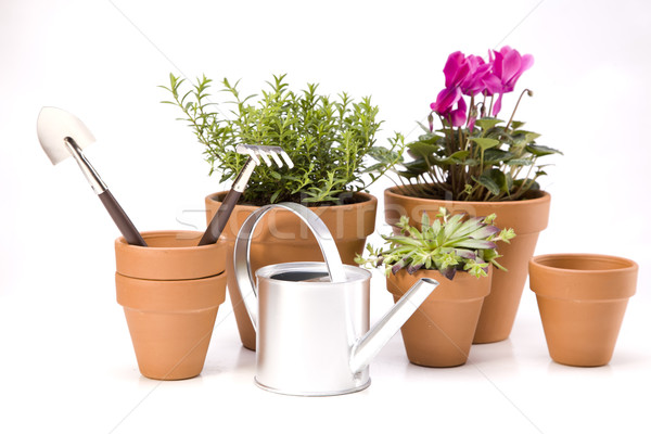 Fleurs jardin outils ciel fleur herbe [[stock_photo]] © BrunoWeltmann