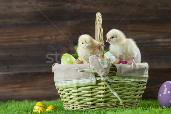 Easter bucket with eggs, young easter chickens around Stock photo © BrunoWeltmann