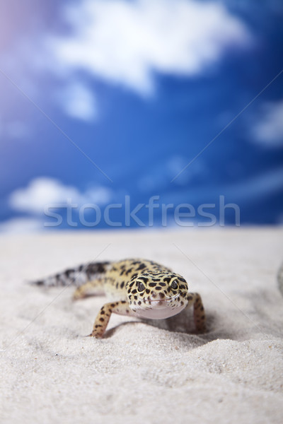 Geko portre leopar güneş kum hayvan Stok fotoğraf © BrunoWeltmann