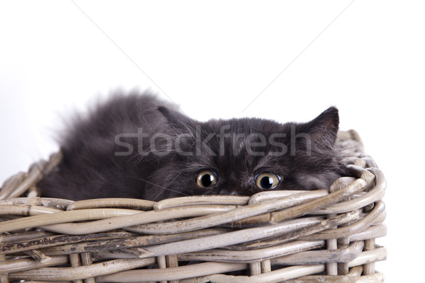 Young Longhair cat Stock photo © BrunoWeltmann