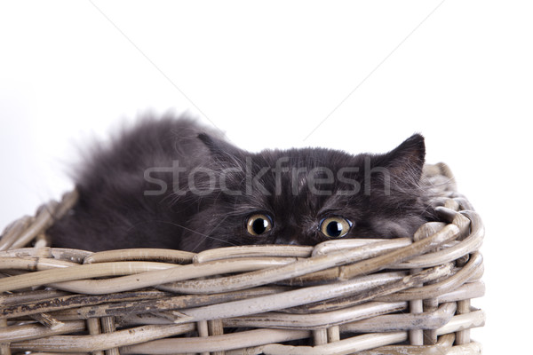 Foto stock: Jovem · gato · branco · estúdio · gatinho · animal · de · estimação