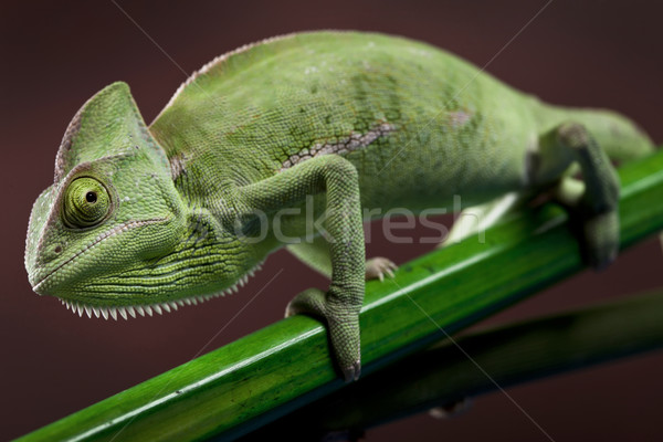 Vert caméléon nature beauté vie jeunes Photo stock © BrunoWeltmann